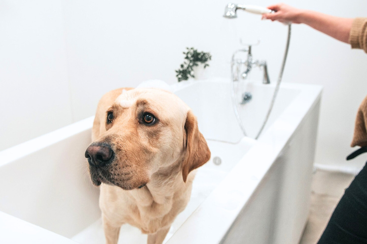 How often should you bath your dog