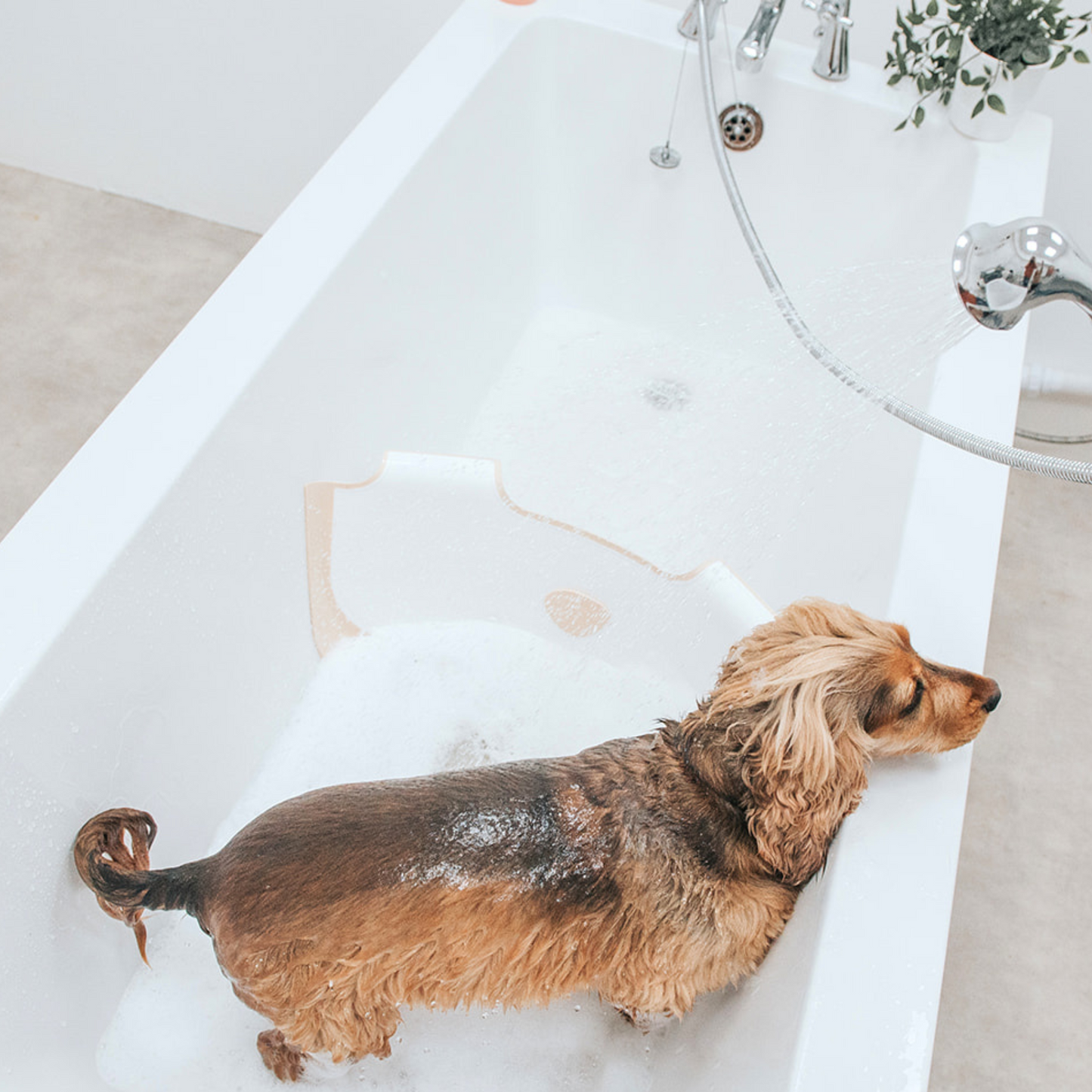Cocker Spaniel in the bath