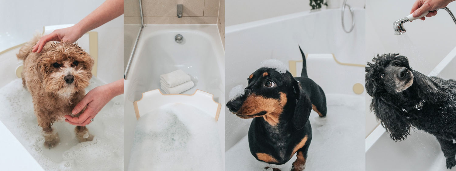 bathing a maltepoo dachshund poodle