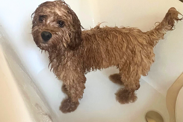 bathing a puppy
