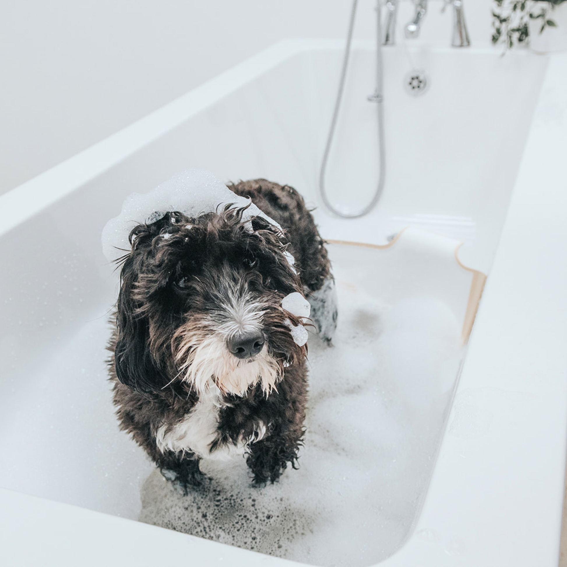 Cocker Poo in the bath